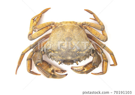 Sea crab on white background 70191103