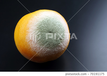 rotting grapefruit on a dark background. 70191175