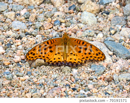 Butterfly Butterfly 70191571