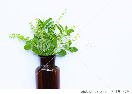 Fresh holy basil leaves and flower with essential oil bottle on white Fresh holy basil leaves and flower with essential oil bottle on white 70191779