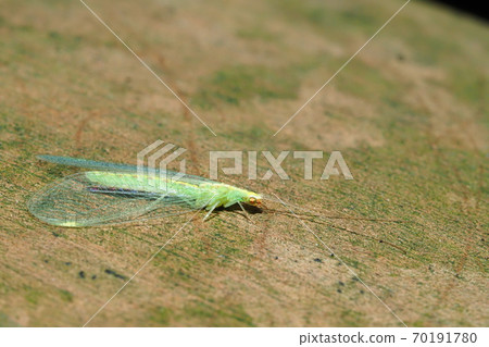 A kind of lacewing A kind of lacewing 70191780