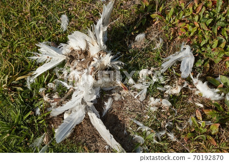 Dead bird body decomposing seagull 70192870