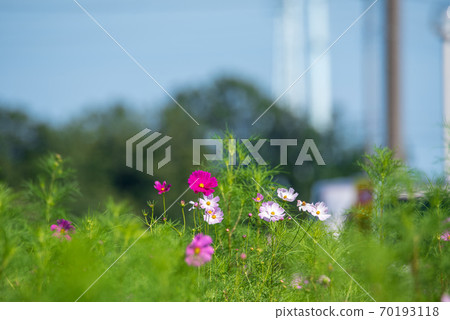 波斯菊秋櫻 70193118