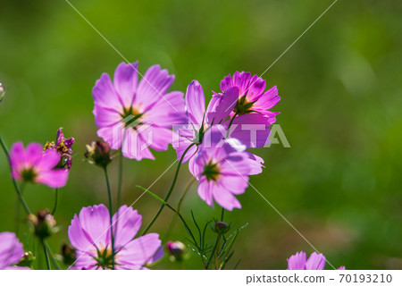 Cosmos in the sun, autumn cherry blossoms 70193210