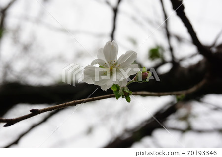 October cherry tree 70193346