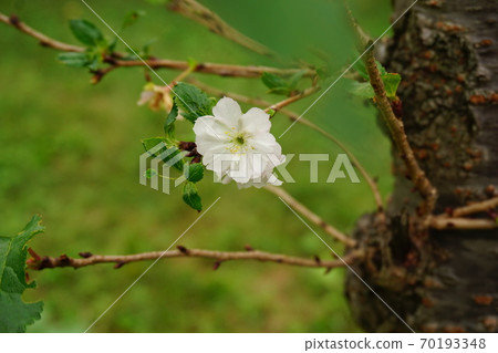 October cherry tree 70193348