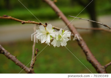 October cherry tree 70193349