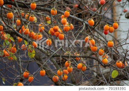 Lots of autumn orange persimmon fruits Lots of autumn orange persimmon fruits 70193391