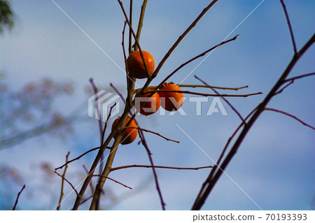 Orange persimmon fruit on the branch Orange persimmon fruit on the branch 70193393