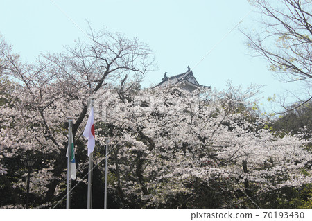 Hamamatsu Castle Sakura Hamamatsu Castle Sakura 70193430