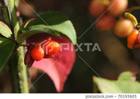 天然植物錦木，十月初。秋天的落葉和綠色的葉子的樹枝上的紅色水果 70193605