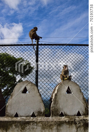 Monkey in Dambulla's Golden Temple in Sri Lanka Monkey in Dambulla's Golden Temple in Sri Lanka 70193738