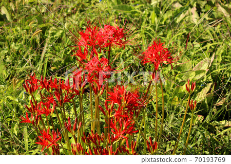 Cluster amaryllis around Kobana Station on the Karasuyama Line in the sunlight (8) 70193769