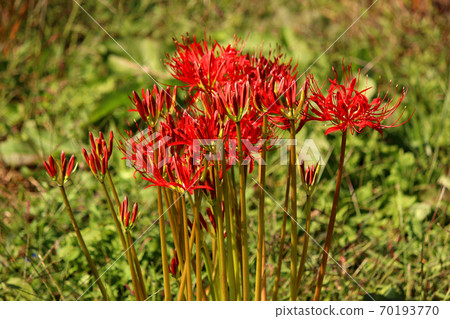 Cluster amaryllis around Kobana Station on the Karasuyama Line in the sunlight (9) 70193770