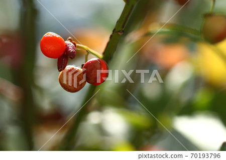 據說初夏秋天的季節是天然植物錦木和花 照片素材 圖片 圖庫
