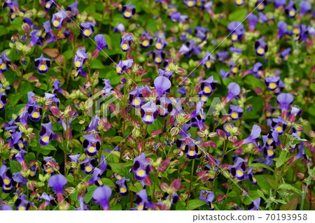 October Inagi 335 Torenia Scrophulariaceae 70193958
