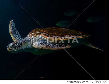 Sea turtles in the deep sea, a rare conservation animal that is abundant in Asia. Sea turtles in the deep sea, a rare conservation animal that is abundant in Asia. 70194184