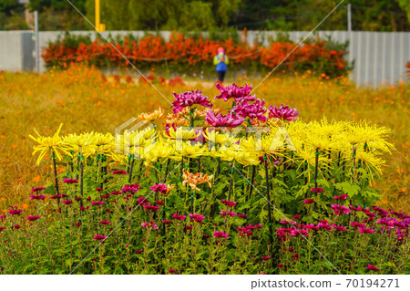 Gyeyang Flower Maru Park, Seoun-dong, Gyeyang-gu, Incheon-si, Korea Gyeyang Flower Maru Park, Seoun-dong, Gyeyang-gu, Incheon-si, Korea 70194271