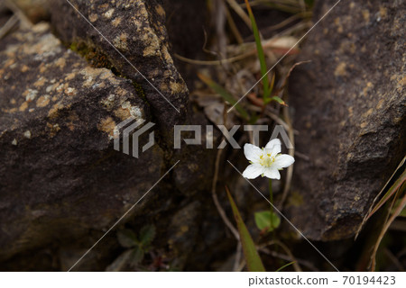 (Gunma Prefecture) Marsh grass of Parnassus blooming on Mt. Tanigawa (Gunma Prefecture) Marsh grass of Parnassus blooming on Mt. Tanigawa 70194423