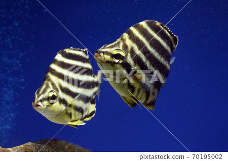 Stripey Thailand 70195002