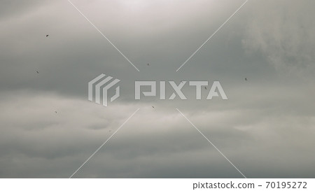 Seagulls fly against the blue sky. A flock of birds floating in the air currents of the wind. A large seagull soars over the Mediterranean Sea. Slow motion. Blue sky background. Migrating large bird 70195272