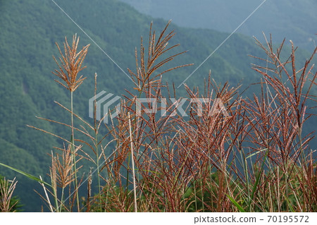 Miscanthus sinensis at Ochiai Pass in early autumn Miscanthus sinensis at Ochiai Pass in early autumn 70195572