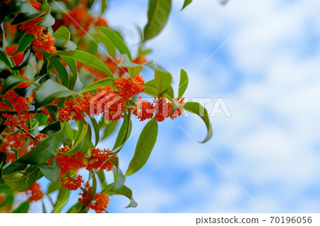 The orange flowers of Kanagi 犀 in full bloom The orange flowers of Kanagi 犀 in full bloom 70196056