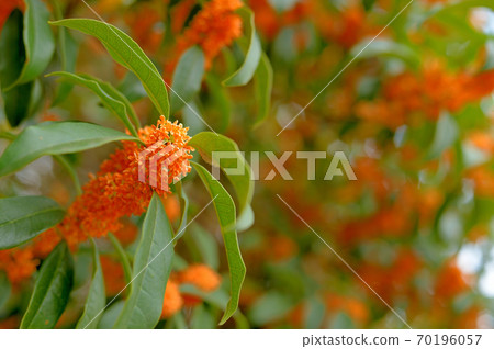 The orange flowers of Kanagi 犀 in full bloom The orange flowers of Kanagi 犀 in full bloom 70196057