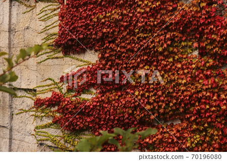 Autumn leaves wall Autumn leaves wall 70196080