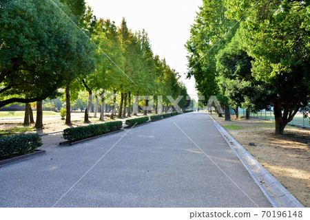 岡山縣綜合公園的林蔭道路 岡山縣綜合公園的林蔭道路 70196148