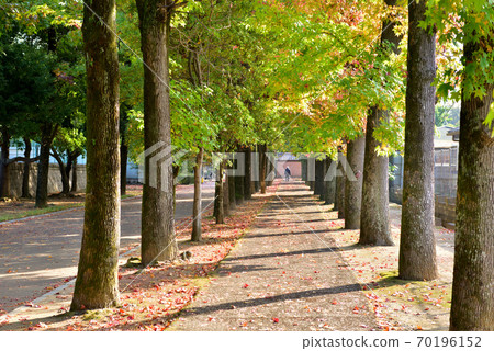 岡山縣綜合公園的林蔭道路 岡山縣綜合公園的林蔭道路 70196152