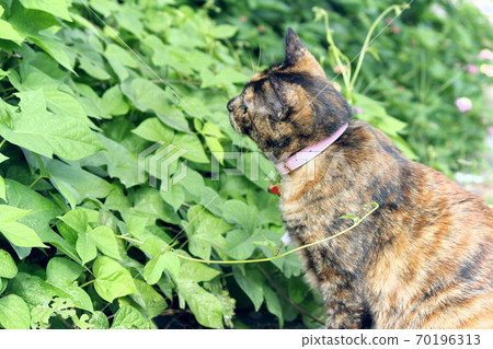 Rust cat worried about the whereabouts of a certain creature Rust cat worried about the whereabouts of a certain creature 70196313