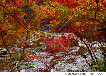 Autumn leaves of Okutsukei (Tomata-gun, Okayama Prefecture) Autumn leaves of Okutsukei (Tomata-gun, Okayama Prefecture) 70197223
