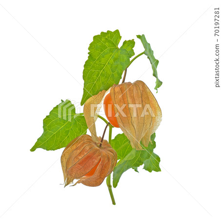 Cape gooseberry (physalis) isolated on white background 70197281