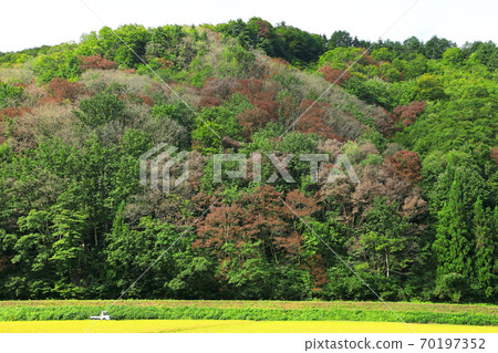 Satoyama oak withered damage Tadami Town, Fukushima Prefecture 70197352