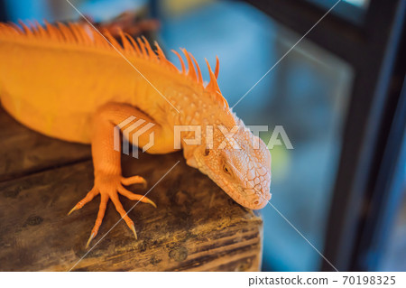 iguana- also known as Common iguana or American iguana, is a large, arboreal, mostly herbivorous species of lizard of the genus Iguana native to Central, South America 70198325