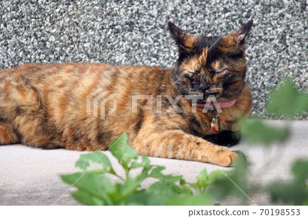 Rust cat that hangs out in the sun 70198553