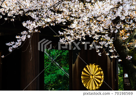 靖國神社(靖國神社和櫻花),東京 靖國神社(靖國神社和櫻花),東京 70198569