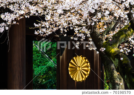 Yasukuni Shrine, Tokyo (Shrine Gate and Cherry Blossoms) 70198570