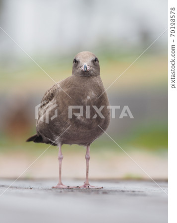 Seagull with star-shaped lips 70198578