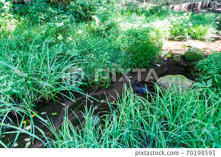 Chofu City Wildflower Garden Water Field, Jindaiji Minamicho, Chofu City, Tokyo 70198591
