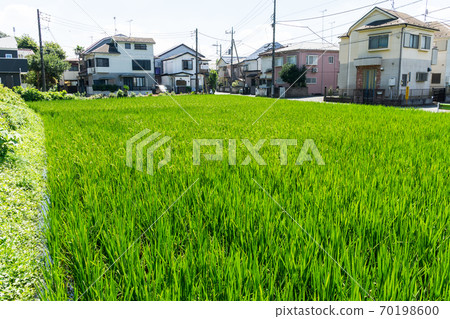 Paddy field near Kaniyama, Chofu City, Jindaiji Minamicho, Chofu City, Tokyo 70198600