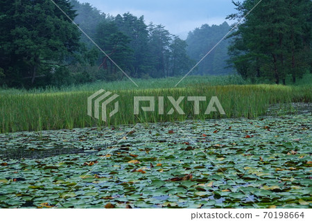 Ikenuma in the Kurozo Marsh in the early morning Ikenuma in the Kurozo Marsh in the early morning 70198664