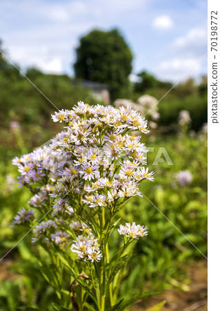 Shien花盛開的秋天花田 70198772