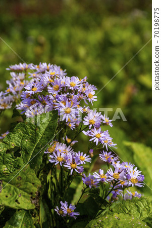 Autumn flower field where the flowers of Shien bloom 70198775