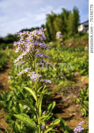 Shien花盛開的秋天花田 70198776