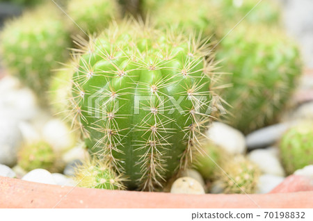 Cactus Cacti closeup neon green 70198832
