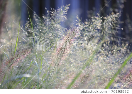 Waterside power turf (Chinese fountain grass) Waterside power turf (Chinese fountain grass) 70198952