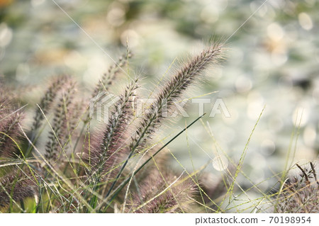 Waterside power turf (Chinese fountain grass) Waterside power turf (Chinese fountain grass) 70198954