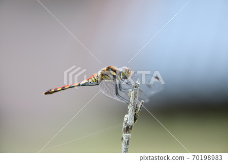 紅蜻蜓[夏茜]女 70198983